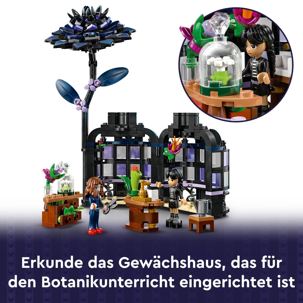 Produktabbildung Schwarze Dahlie