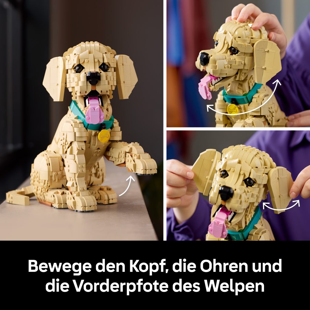 Produktabbildung Golden Retriever Welpe
